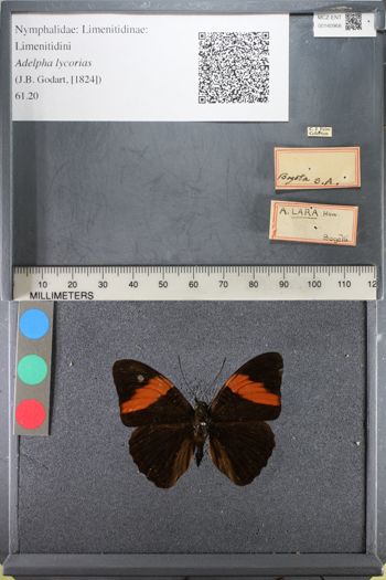 Media type: image;   Entomology 140968